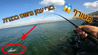 מטורף!! בורי ענק ניתפס על ציקדה בכנרת . בסוף זה קרה והבורי הענק נינעל וואו איזה פייט חלום .