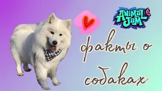 🐶 13 интересных фактов о собаках 🐶 / някавай Animal Jam /