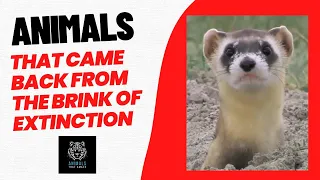 Animals That Came Back From the Brink of Extinction