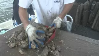 New Way to Grow Oysters