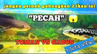 Ternyata ikan Toman dan ikan gabus bisa jadi sahabat dalam satu aquarium