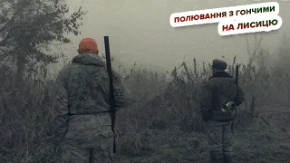 Полювання з гончими на лисицю