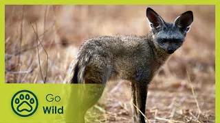 Namibias Bat Eared Foxes: Survivalists of the Desert - Go Wild