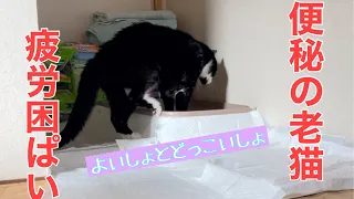 【糖尿病の老猫】恐れていた便秘になってしまいました。