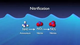 Nitrogen Removal Basics