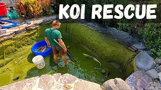Koi Fish Rescue- (Rehoming large koi fish)