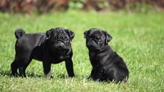 Black Pug puppies.