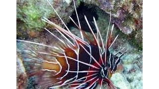 INVASION LIONFISH PENSACOLA FLORIDA, GULF OF MEXICO