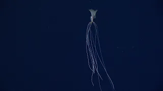 New Bigfin Squid footage (magnapinna squid) - November 2021