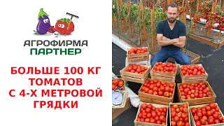 БОЛЬШЕ 100 КГ ТОМАТОВ С 4-Х МЕТРОВОЙ ГРЯДКИ