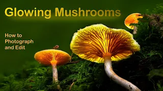 Glowing Mushrooms - How to photograph and edit