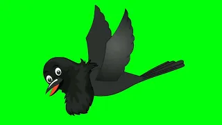 Flying and talking/crow in green screen/Kauwa in green screen