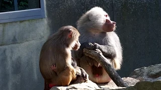 Hamadryas Baboon Behaviors