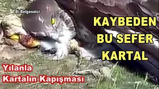 KAYBEDEN BU SEFER KARTAL yılan uzmanı bir kartal / The Hawk loses to snake this time as hunter !