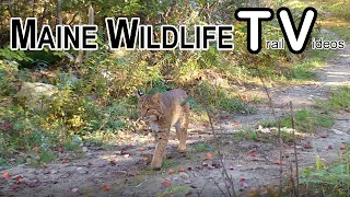 Big Bucks Travel Together | Bobcat | Coyote | Deer | Rabbit | Trail Cam | Maine Wildlife Trail Video