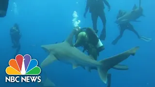 Two people hospitalized after east coast shark attacks