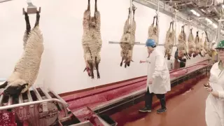 Video Tour of a Lamb Plant Featuring Temple Grandin