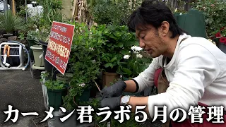 5月の植物管理はじめます【カーメン君】【園芸】【ガーデニング】