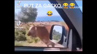 PUT ZA GACKO🤣🤣