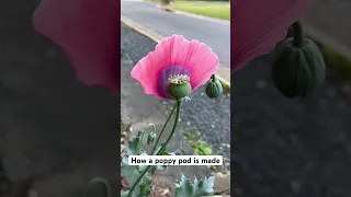 How a poppy pod is made