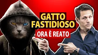 Dare fastidio con il gatto da ora è reato | avv. Angelo Greco | Questa è la Legge