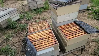 на точке у Пери хорошо несут мед