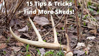 15 Tips to Finding More Deer Sheds!