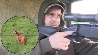 The Shooting Show - opportune fox control with Stuart Wilson