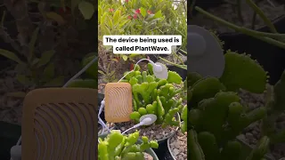 Mini-cactus music in a greenhouse with a PlantWave plant music device