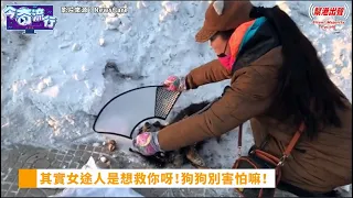 【今奇流行】冰天雪地 救援小狗 毛孩拯救隊出動！