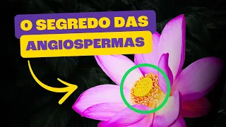 Angiospermas | As Plantas que Dominaram O Mundo!