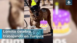 "Ecko", perrito rescatista mexicano en Turquía cumple años