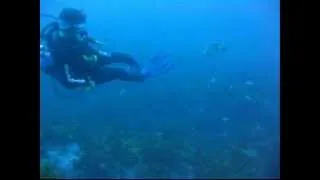 Giant Cuttlefish Attack SCUBA diver