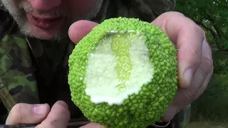 The Hedge Apple