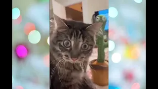 Funniest Cats And Dogs Videos 😅 - Best Funny Animal Videos Till now 🥰#1