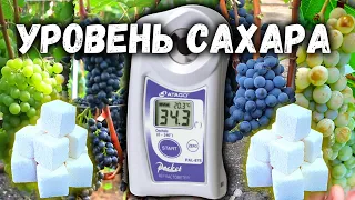 🍇Обзор технических сортов винограда -  измерение уровня сахара.🍇