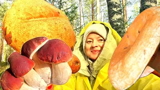 13.10.2023 битва за урожай, сбор грибов после заморозков ЛО озера Подгорские #mushroom#mushrooms#