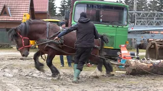 Armasarii lui Levente de la Zagon, Covasna - 2023 Nou!!!