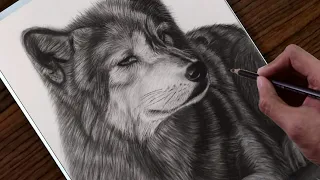 How to draw a realistic Wolf step by step Time lapse