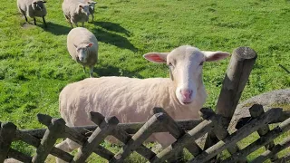 BAAA! MEEEE! 🤍 Adorable Sheep from Poland 🤍🐑🐑🐑