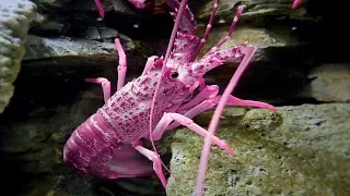 Rare Colored Lobsters