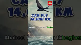 A bird that can fly for 10 consecutive month without landing | Ababeel | Swallow bird #shorts #facts
