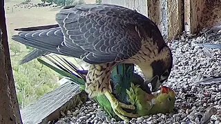 Greifvögel im Angriff Wozu Adler, Falke und Wanderfalke fähig sind