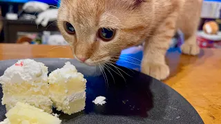 誕生日の猫にケーキをあげる予定だったはずが…