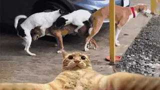 New Funny dogs and cats Funniest videos and reaction 2023