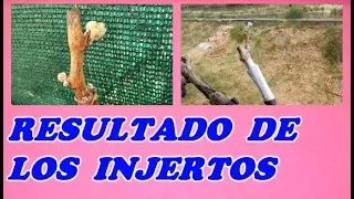 Injertos en una Parra - RESULTADO DE LOS INJERTOS // Todo Huerta y Jardín