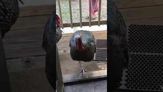 These Turkeys Are Named "No" and "Stop It" 😩 | The Dodo