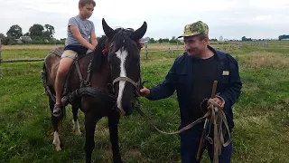 ЛОШАДИ/ПРИВИВАЕМ ДЕТЯМ ЛЮБОВЬ К ЛОШАДЯМ/horses and chidren