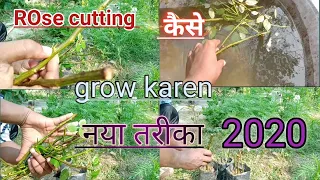 How to grow rose cutting new method || Rose  plants ki cutting kaise grow karen naya tarika se ||