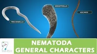 Nematoda General Characters